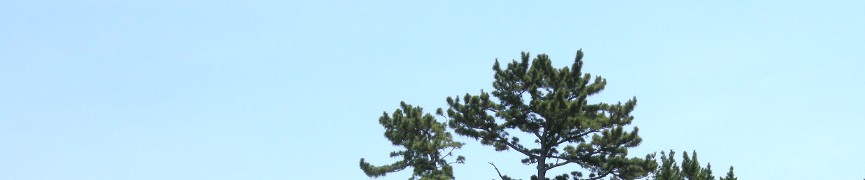 Random header image... Refresh for more!